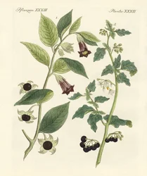 Plantas venenosas indígenas