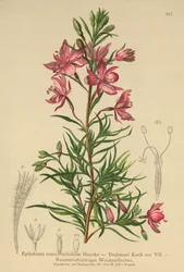 Epilobio de hojas de romero (Epilobium rosmarinifolium, Epilobium Dodonaei)