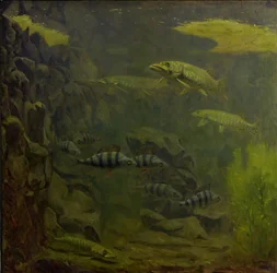 Lucio y perca en un acuario