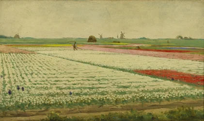 Campos de tulipanes