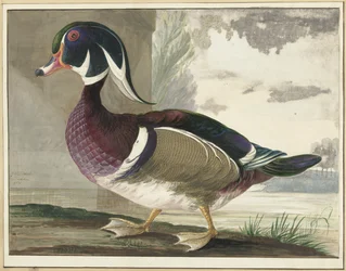 Pato de Carolina