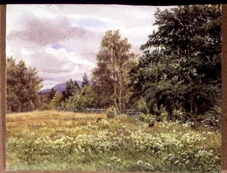 Reina de los Prados cerca de Polchar, Aviemore, Escocia