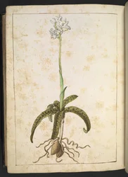 Una planta con pétalos blancos, de "Paintings of Flora of the Roman States" de Gherardo Cibo, Add MS 22333, f173v, c.1564-84 (acuarela y gouache sobre papel)