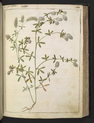 Una planta con flores blancas. , de "Pinturas de Flora de los Estados Romanos" de Gherardo Cibo, Add MS 22333, f117r, c.1564-84 (acuarela y gouache sobre papel)