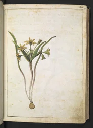 Una planta con flores amarillas, de "Paintings of Flora of the Roman States" de Gherardo Cibo, Add MS 22333, f036r, c.1564-84 (acuarela y gouache sobre papel)