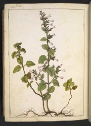 Acinos, Clinopodium: planta leñosa perenne con flores tubulares, de "Pinturas de la flora de los estados romanos" de Gherardo Cibo, Add MS 22333, f175v, c.1564-84 (acuarela y gouache sobre papel)