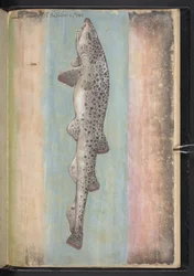 Añadir MS 22333 f.66r, Fish, from 