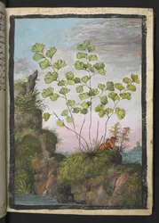 Adiantum capillus-veneris, de "Pinturas de Flora de los Estados Romanos" de Gherardo Cibo, Add MS 22333, f017r, c.1564-84 (acuarela y gouache sobre papel)