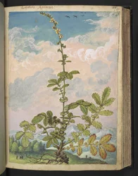 Agrimonia eupatoria, de "Pinturas de flora de los estados romanos" de Gherardo Cibo, Add MS 22333, f087r, c.1564-84 (acuarela y gouache sobre papel)