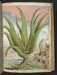 Aloe vera, de "Pinturas de Flora de los Estados Romanos" de Gherardo Cibo, Add MS 22333, f144r, c.1564-84 (acuarela y gouache sobre papel)