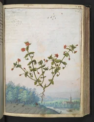 Anagalis arvensis: una planta con flores rojas, de "Pinturas de la flora de los estados romanos" de Gherardo Cibo, Add MS 22333, f074r, c.1564-84 (acuarela y gouache sobre papel)