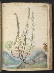 Artemisia abrotanum (madera del sur), de "Pinturas de la flora de los estados romanos" de Gherardo Cibo, Add MS 22333, f157r, c.1564-84 (acuarela y gouache sobre papel)