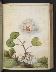 Asarum europaeum, de "Pinturas de flora de los estados romanos" de Gherardo Cibo, Add MS 22333, f092r, c.1564-84 (acuarela y gouache sobre papel)