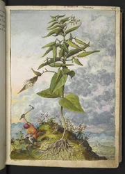 Asclepias, de "Pinturas de Flora de los Estados Romanos" de Gherardo Cibo, Add MS 22333, f027r, c.1564-84 (acuarela y gouache sobre papel)