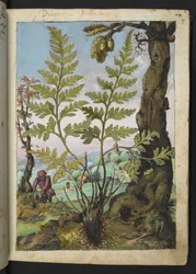 Asplenium adianthum nigrum, de "Pinturas de la flora de los estados romanos" de Gherardo Cibo, Add MS 22333, f018r, c.1564-84 (acuarela y gouache sobre papel)