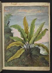 Asplenium scolopendrium, de "Pinturas de la flora de los estados romanos" de Gherardo Cibo, Add MS 22333, f014r, c.1564-84 (acuarela y gouache sobre papel)