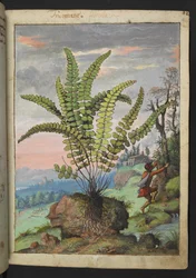 Asplenium trichomanes, de "Pinturas de Flora de los Estados Romanos" de Gherardo Cibo, Add MS 22333, f016r, c.1564-84 (acuarela y gouache sobre papel)