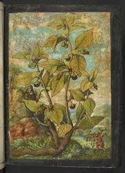 Atropa belladonna o Atropa bella-donna, de "Paintings of Flora of the Roman States" de Gherardo Cibo, Add MS 22333, f005r, c.1564-84 (acuarela y gouache sobre papel)