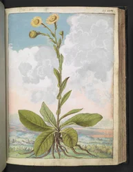 Baccara, de "Pinturas de flora de los estados romanos" de Gherardo Cibo, Add MS 22333, f109r, c.1564-84 (acuarela y gouache sobre papel)