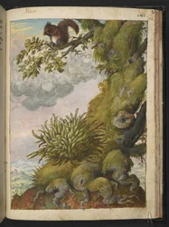 Bryophyte (musgo) y una ardilla sentada en la rama de un árbol, de "Paintings of Flora of the Roman States" de Gherardo Cibo, Add MS 22333, f172r, c.1564-84 (acuarela y gouache sobre papel)