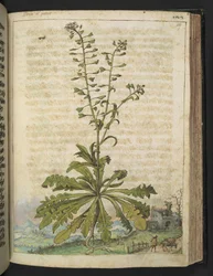 Capsella bursa-pastoris, de "Pinturas de Flora de los Estados Romanos" de Gherardo Cibo, Add MS 22333, f119r, c.1564-84 (acuarela y gouache sobre papel)