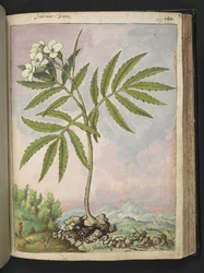 Cardamine heptaphylla, de "Paintings of Flora of the Roman States" de Gherardo Cibo, Add MS 22333, f127r, c.1564-84 (acuarela y gouache sobre papel)