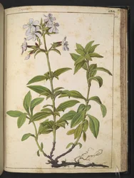 Caryophyllaceae (Soapwort): un género de plantas con flores de la familia de las rosas, de "Pinturas de la flora de los estados romanos" de Gherardo Cibo, Add MS 22333, f164r, c.1564-84 (acuarela y gouache sobre papel)