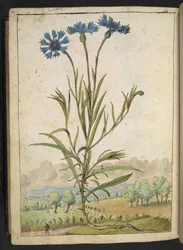 Centaurea cyanus: una flor con pétalos azules, de "Pinturas de la flora de los estados romanos" de Gherardo Cibo, Add MS 22333, f177v, c.1564-84 (acuarela y gouache sobre papel)