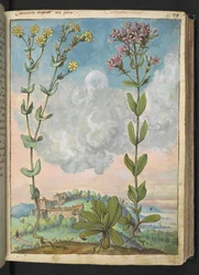 Centaurium erythraea, de "Pinturas de flora de los estados romanos" de Gherardo Cibo, Add MS 22333, f042r, c.1564-84 (acuarela y gouache sobre papel)