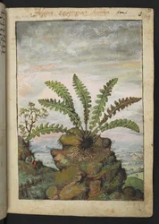 Ceterach officinarum, de "Pinturas de Flora de los Estados Romanos" de Gherardo Cibo, Add MS 22333, f013r, c.1564-84 (acuarela y gouache sobre papel)