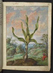 Colchicum autumnale, de "Pinturas de Flora de los Estados Romanos" de Gherardo Cibo, Add MS 22333, f021r, c.1564-84 (acuarela y gouache sobre papel)