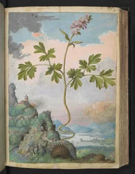Corydalis cava: Una planta con flores rosadas, de "Pinturas de Flora de los Estados Romanos" de Gherardo Cibo, Add MS 22333, f079r, c.1564-84 (acuarela y gouache sobre papel)