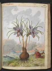 Crocus sativus (azafrán), de "Pinturas de la flora de los estados romanos" de Gherardo Cibo, Add MS 22333, f160r, c.1564-84 (acuarela y gouache sobre papel)