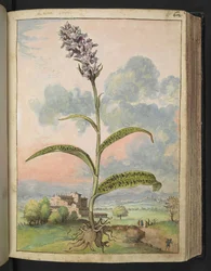 Dactylorhiza fuchsii, de "Pinturas de Flora de los Estados Romanos" de Gherardo Cibo, Add MS 22333, f065r, c.1564-84 (acuarela y gouache sobre papel)