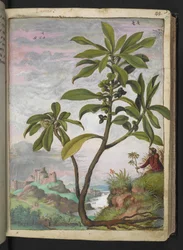 Daphne laureola, de "Pinturas de flora de los estados romanos" de Gherardo Cibo, Add MS 22333, f037r, c.1564-84 (acuarela y gouache sobre papel)
