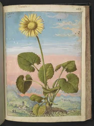 Doronicum austriacum: una planta con una flor amarilla, de "Pinturas de la flora de los estados romanos" de Gherardo Cibo, Add MS 22333, f147r, c.1564-84 (acuarela y gouache sobre papel)