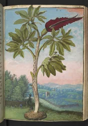 Dracunculus vulgaris, de "Pinturas de flora de los estados romanos" de Gherardo Cibo, Add MS 22333, f054r, c.1564-84 (acuarela y gouache sobre papel)