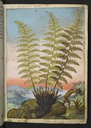 Dryopteris filix mas: un helecho, de "Pinturas de la flora de los estados romanos" de Gherardo Cibo, Add MS 22333, f019r, c.1564-84 (acuarela y gouache sobre papel)