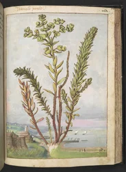 Euphorbia paralias, de "Pinturas de Flora de los Estados Romanos" de Gherardo Cibo, Add MS 22333, f155r, c.1564-84 (acuarela y gouache sobre papel)