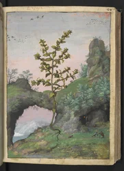 Euphrasia officinalis, de "Pinturas de Flora de los Estados Romanos" de Gherardo Cibo, Add MS 22333, f041r, c.1564-84 (acuarela y gouache sobre papel)
