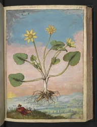 Ficaria verna, de "Pinturas de Flora de los Estados Romanos" de Gherardo Cibo, Add MS 22333, f091r, c.1564-84 (acuarela y gouache sobre papel)