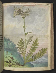 Filipendula vulgari, de "Pinturas de Flora de los Estados Romanos" de Gherardo Cibo, Add MS 22333, f146r, c.1564-84 (acuarela y gouache sobre papel)