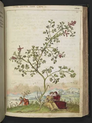Fumaria gaillardotii, de "Pinturas de la flora de los estados romanos" de Gherardo Cibo, Add MS 22333, f121r, c.1564-84 (acuarela y gouache sobre papel)