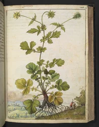 Geum urbanum, de "Pinturas de Flora de los Estados Romanos" de Gherardo Cibo, Add MS 22333, f103r, c.1564-84 (acuarela y gouache sobre papel)