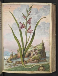 Gladiolus Italicus, de "Pinturas de flora de los estados romanos" de Gherardo Cibo, Add MS 22333, f072r, c.1564-84 (acuarela y gouache sobre papel)