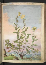 Helianthemum nummularium, de "Pinturas de flora de los estados romanos" de Gherardo Cibo, Add MS 22333, f055r, c.1564-84 (acuarela y gouache sobre papel)