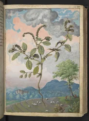 Heliotropium europeanum, de "Pinturas de Flora de los Estados Romanos" de Gherardo Cibo, Add MS 22333, f044r, c.1564-84 (acuarela y gouache sobre papel)