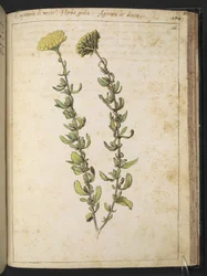 Hemp agrimony (del género Eupatorium), posiblemente Kidney Vetch, de "Paintings of Flora of the Roman States" de Gherardo Cibo, Add MS 22333, f166r, c.1564-84 (acuarela y gouache sobre papel)