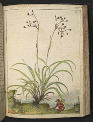 Herba Luccia, de "Pinturas de Flora de los Estados Romanos" de Gherardo Cibo, Add MS 22333, f140r, c.1564-84 (acuarela y gouache sobre papel)