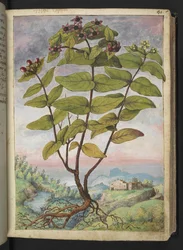 Hypericum hircinum, de "Pinturas de Flora de los Estados Romanos" de Gherardo Cibo, Add MS 22333, f034r, c.1564-84 (acuarela y gouache sobre papel)